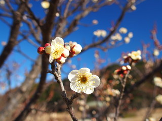 咲き始めた白梅