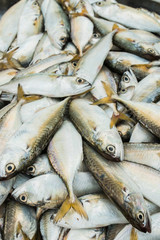 fresh fish at market on sale