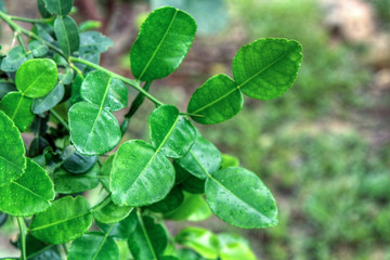 Kaffir lime leaf on tree in nature, used in Asian cuisine.