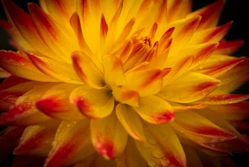 Crédence de cuisine en verre imprimé Dahlia Closeup of a Beautiful Dahlia Flower in Yellow and Red with Dark Background