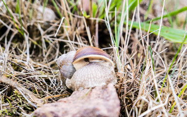 Weinbergschnecke