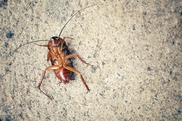 Cockroach