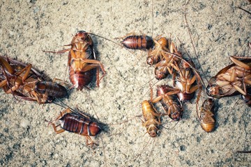 Cockroach