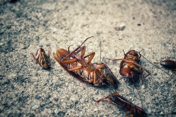 Cockroach