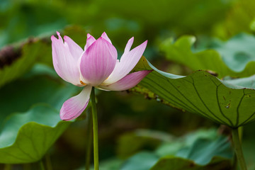 Ebuzui Park in Jiangyin China