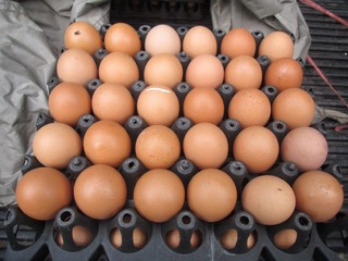 Eggs