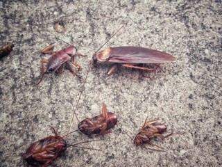 Cockroach