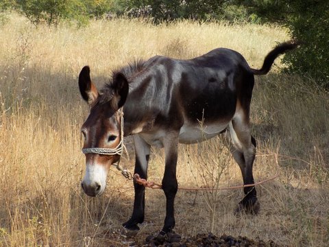 Donkey on meadow