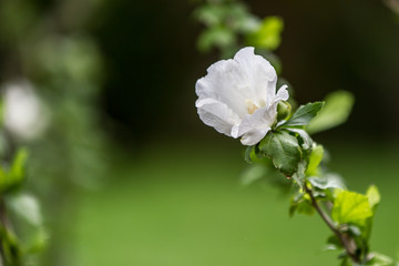 Gartenimpressionen