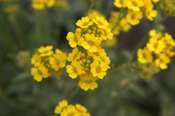 Gartenimpressionen