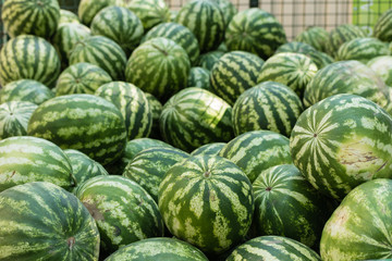 Fototapeta na wymiar Many ripe watermelons on the market