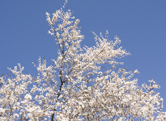 Cherry tree flowers