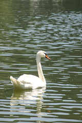 Fototapeta premium Schwan im Wasser