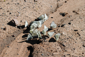 Several white butterflies