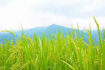 Green rice field on the hill