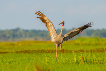 Eastern Sarus Crane (Grus antigone) 