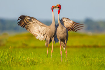 Sweet Eastern Sarus Crane (Grus antigone) playing each other