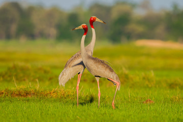 Couple of Eastern Sarus Crane (Grus antigone) cross walking 