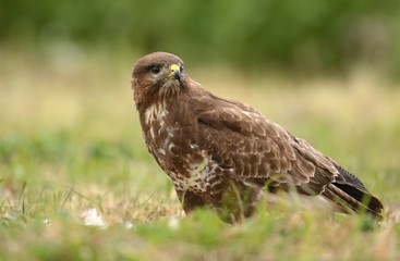 Common buzzard