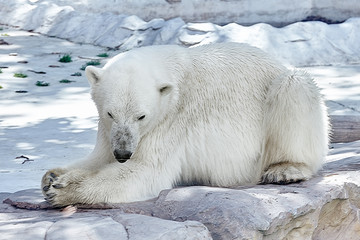 Naklejka na ściany i meble Polar white bear in his natural habitat.