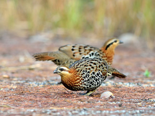 Mountain Bamboo Partridge (male)
