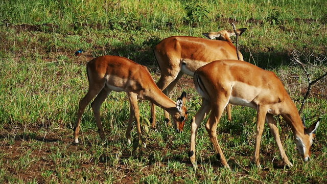 Thomson's gazelles pasturing in savanna. Safari static camera view on Antelopes. Africa. Kenya. Masai Mara. Travel tourism adventure in wild animal nature.