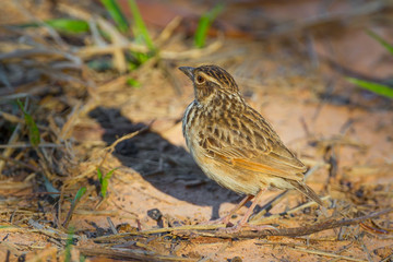 Portrait of Indochinese Bushlark  (Mirafra erythrocephala) 