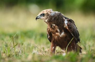 Marsh harrier