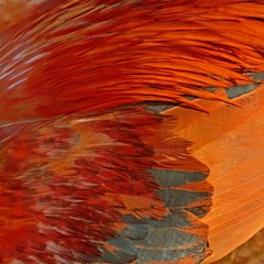 Chicken feather