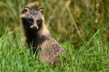 raccoon dog
