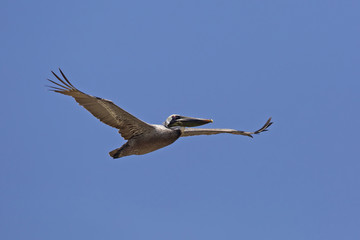 Brown Pelican (Pelecanus occidentalis) in Flight - Texas
