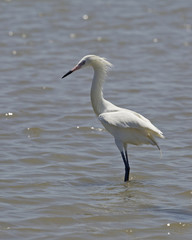 White Morph of Reddish Egret (Egretta rufescens) in Breeding Plumage- Texas