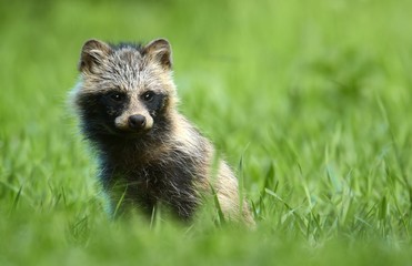raccoon dog - obrazy, fototapety, plakaty