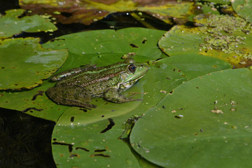 Naklejka premium зеленая лягушка на листе кувшинки греется на солнышке