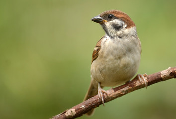 Tree sparrow (Passer montanus)
