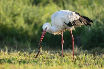stork