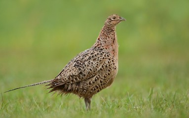 Female pheasant