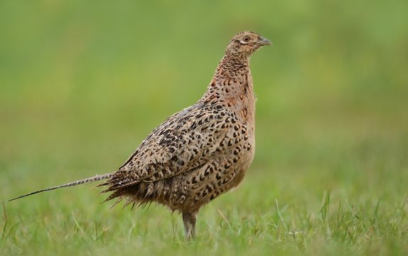 Female pheasant