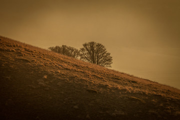 Profilo montagna al tramonto, con albero in silhouette - obrazy, fototapety, plakaty