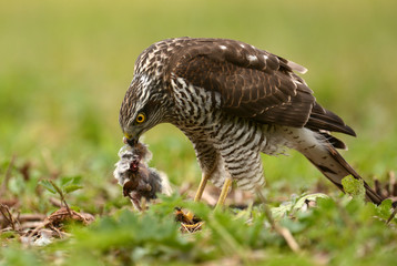 Sparrowhawk