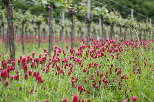 Weingarten im Kremstal