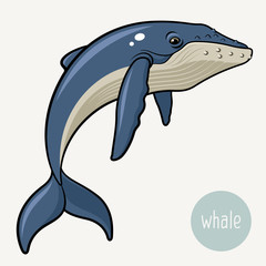 Whale 001