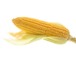 Corn isolated on a white background