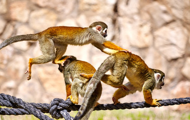 Monkeys playing on the rope
