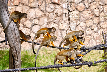 Monkeys playing on the rope