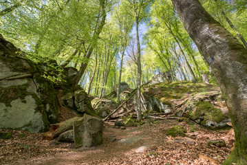 the first leaves of spring