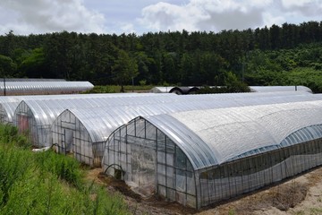 農業用ビニールハウス／山形県の庄内地方で農業用ビニールハウスの風景を撮影した写真です。