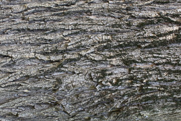 The bark on the tree
