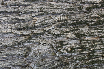 Tree bark