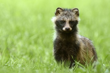 Raccoon dog standing in the grass
